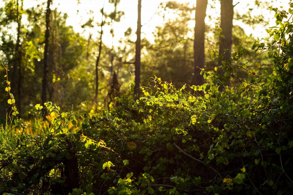 Green tree leaves